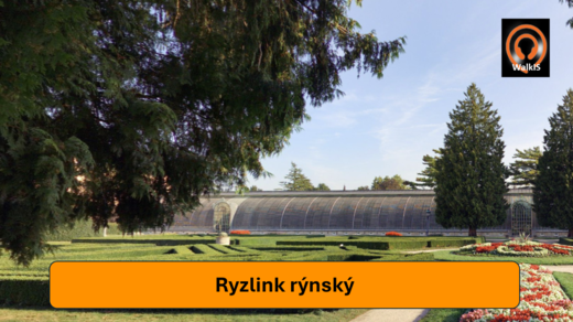 Obrázek8.png
